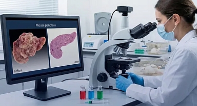 CNIO araştırmacıları üçlü tedaviyle farelerde pankreas tümörünü sildi