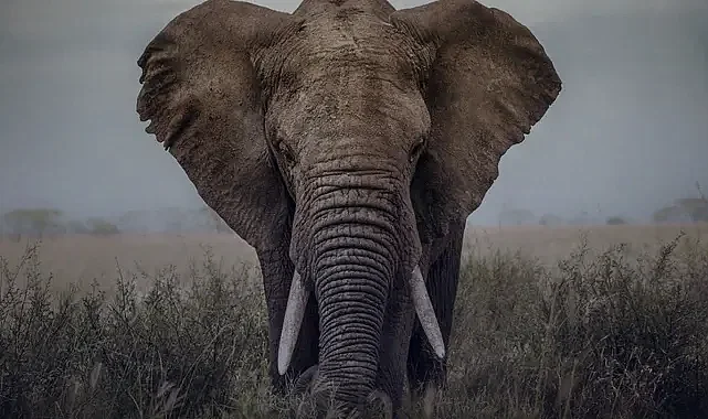 Hindistan’da kontrolden çıkan fil 7 günde 17 kişiyi öldürdü