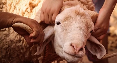 Hollanda Diyanet Vakfı 2026 kurban bağışı için çağrı yaptı