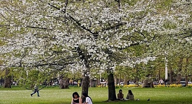 Pollen Seasons Are Getting Longer in Europe, Raising Allergy Risks